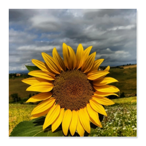 Poster 60x60