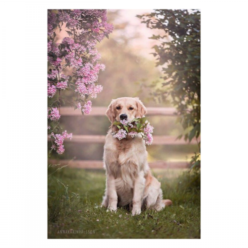 Canvas 40x60