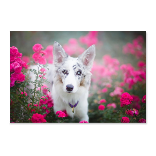 Poster 45x30