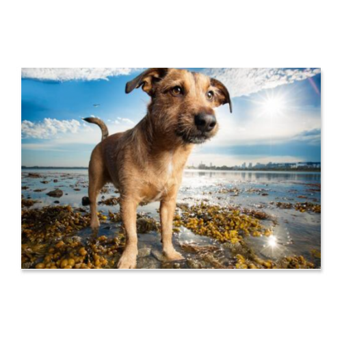 Poster 45x30