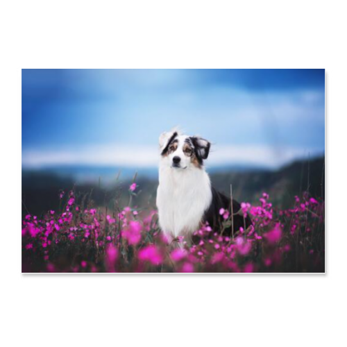 Poster 45x30