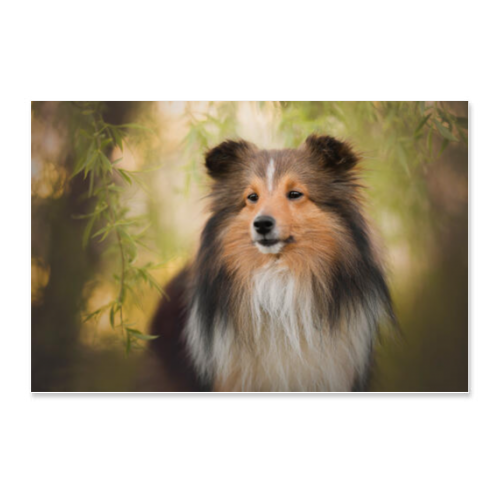 Poster 75x50