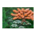Poster 45x30 12.50 &euro;