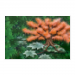 Poster 75x50 20.00 &euro;