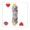Calamita Regina di cuori Carlotta