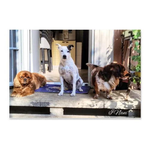 Poster 45x30
