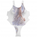 Olympic Women's One-piece Costume 34.90 &euro;